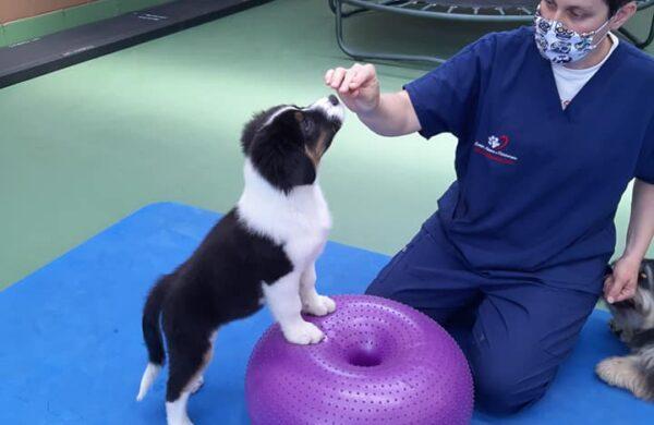 Fisioterapia Veterinaria